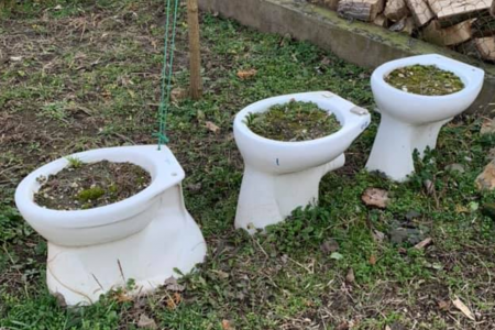 Megosztja a szegedieket a baktói vécécsésze-kaspó