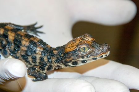 Tompaorrú krokodilok keltek ki a Szegedi Vadasparkban