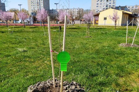 Vers került pár hétvégén elültetett fára