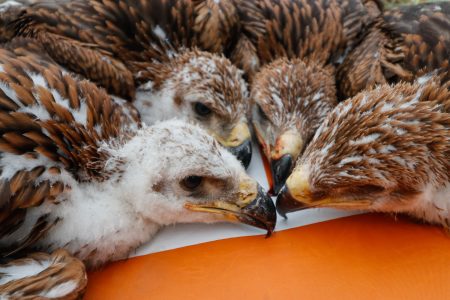 Világrekord: 4 parlagi sas fióka repült ki egy fészekaljból a Körös-Maros Nemzeti Parkban