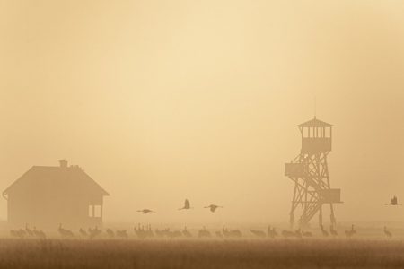Ezrével jönnek a darvak a kardoskúti Fehér-tóra