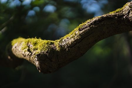 Meghasadt egy nagyméretű fa ága Nagymágocson