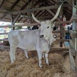 Állattenyésztési kiállítás és vásár (1)