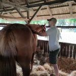 Állattenyésztési kiállítás és vásár (10)