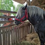 Állattenyésztési kiállítás és vásár (11)