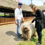 Állattenyésztési kiállítás és vásár (116)