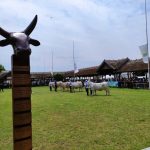 Állattenyésztési kiállítás és vásár (118)