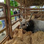 Állattenyésztési kiállítás és vásár (119)