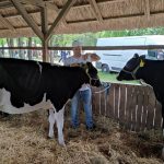 Állattenyésztési kiállítás és vásár (12)