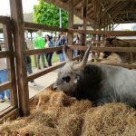 Állattenyésztési kiállítás és vásár (120)