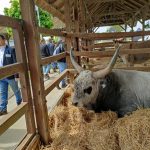 Állattenyésztési kiállítás és vásár (121)