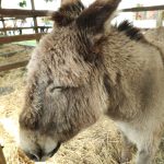 Állattenyésztési kiállítás és vásár (122)