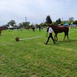 Állattenyésztési kiállítás és vásár (125)