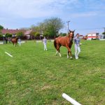 Állattenyésztési kiállítás és vásár (126)