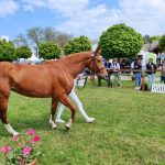 Állattenyésztési kiállítás és vásár (127)