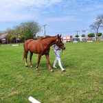 Állattenyésztési kiállítás és vásár (128)