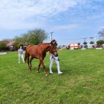 Állattenyésztési kiállítás és vásár (129)