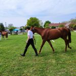 Állattenyésztési kiállítás és vásár (130)