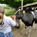 Állattenyésztési kiállítás és vásár (14)