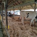 Állattenyésztési kiállítás és vásár (16)