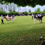 Állattenyésztési kiállítás és vásár (17)