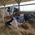 Állattenyésztési kiállítás és vásár (18)