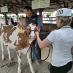 Állattenyésztési kiállítás és vásár (2)