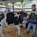 Állattenyésztési kiállítás és vásár (21)