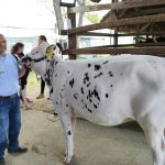 Állattenyésztési kiállítás és vásár (22)