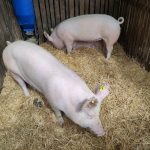 Állattenyésztési kiállítás és vásár (25)