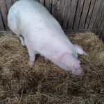 Állattenyésztési kiállítás és vásár (26)