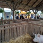 Állattenyésztési kiállítás és vásár (27)