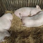 Állattenyésztési kiállítás és vásár (29)