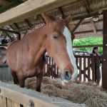 Állattenyésztési kiállítás és vásár (3)