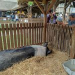 Állattenyésztési kiállítás és vásár (30)