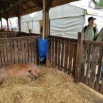 Állattenyésztési kiállítás és vásár (31)