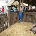 Állattenyésztési kiállítás és vásár (32)