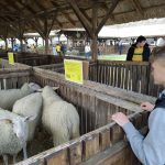 Állattenyésztési kiállítás és vásár (33)