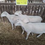 Állattenyésztési kiállítás és vásár (34)