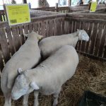 Állattenyésztési kiállítás és vásár (35)