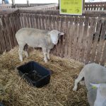 Állattenyésztési kiállítás és vásár (36)