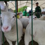 Állattenyésztési kiállítás és vásár (37)