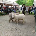 Állattenyésztési kiállítás és vásár (38)