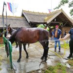 Állattenyésztési kiállítás és vásár (4)