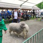 Állattenyésztési kiállítás és vásár (41)