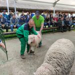 Állattenyésztési kiállítás és vásár (43)