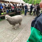 Állattenyésztési kiállítás és vásár (44)