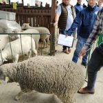 Állattenyésztési kiállítás és vásár (48)