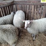 Állattenyésztési kiállítás és vásár (49)