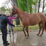 Állattenyésztési kiállítás és vásár (5)